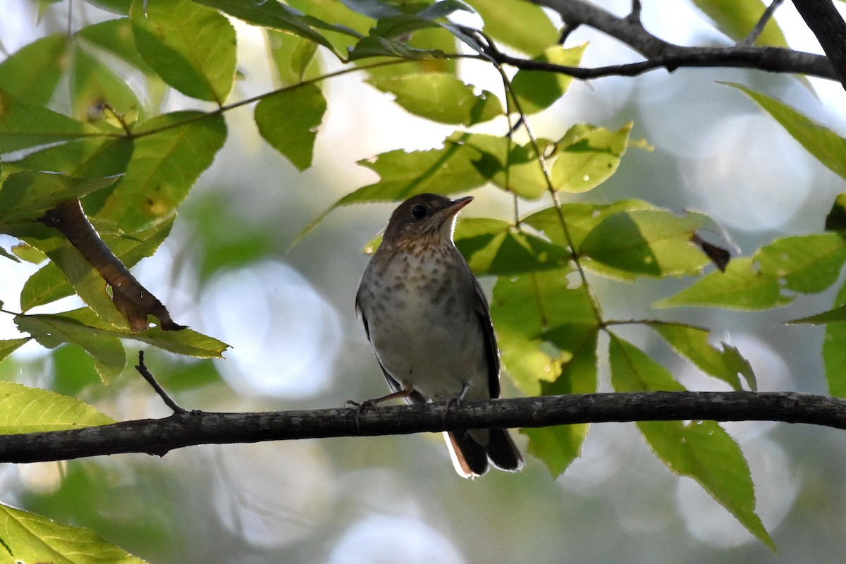 Gray-cheeked Thrush - ML624938611
