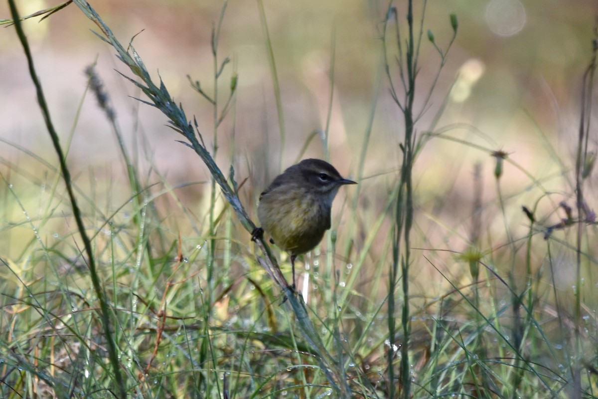 Palm Warbler - ML624938622