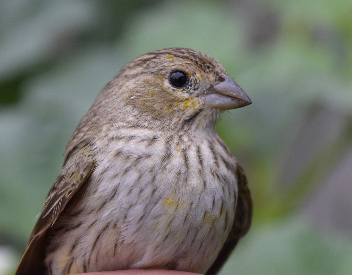 Saffron Finch - ML624938760