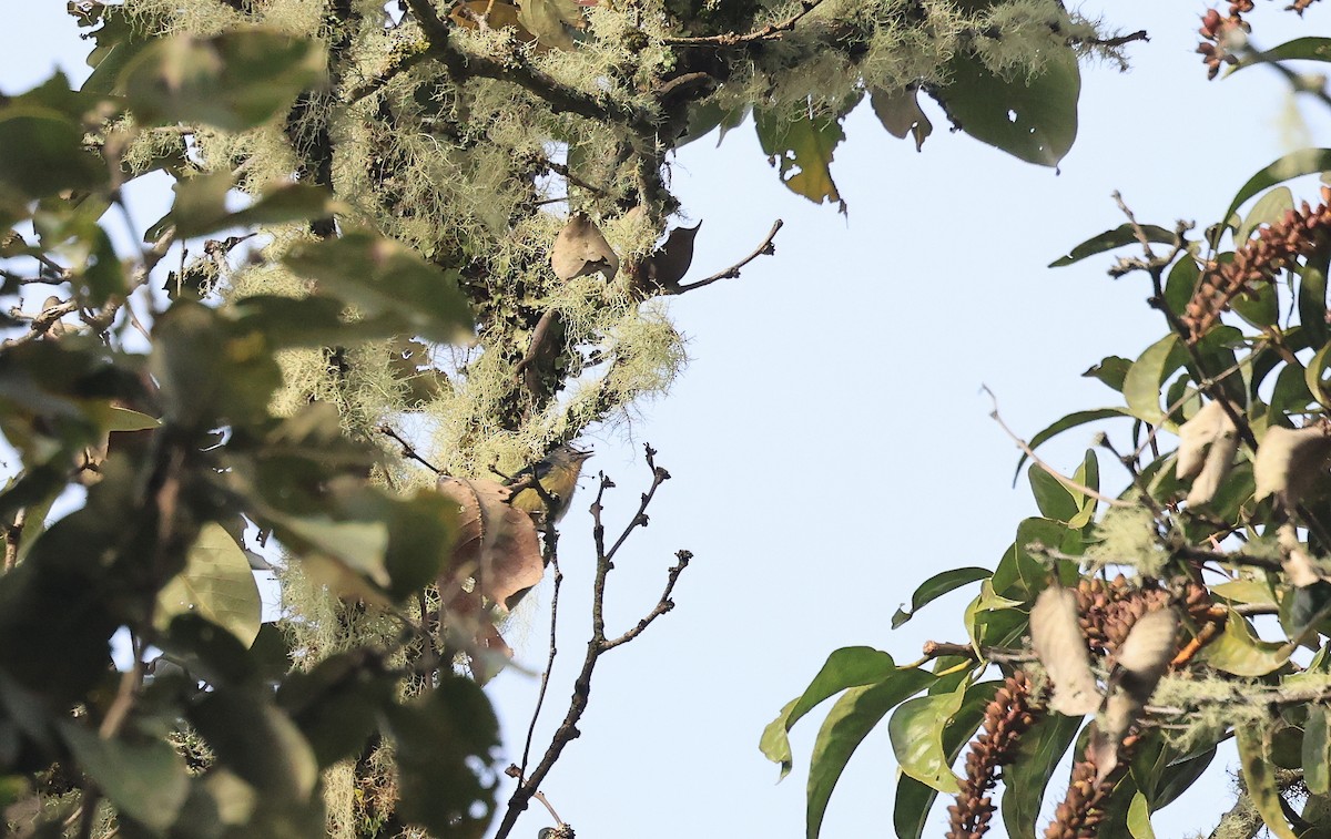 Sumatran Flowerpecker - ML624938793