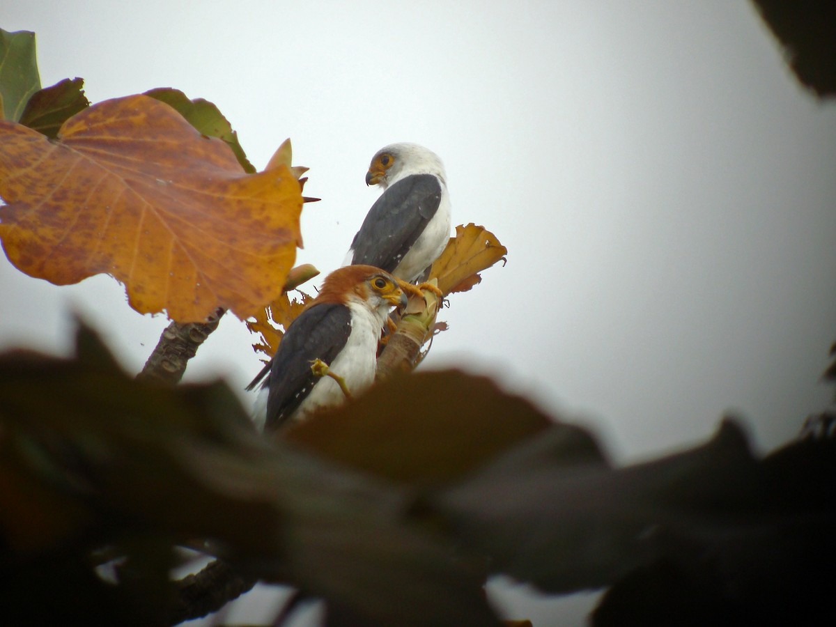 White-rumped Falcon - ML624938884