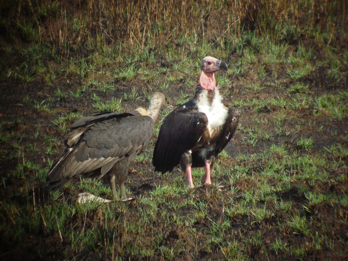 Red-headed Vulture - ML624938888