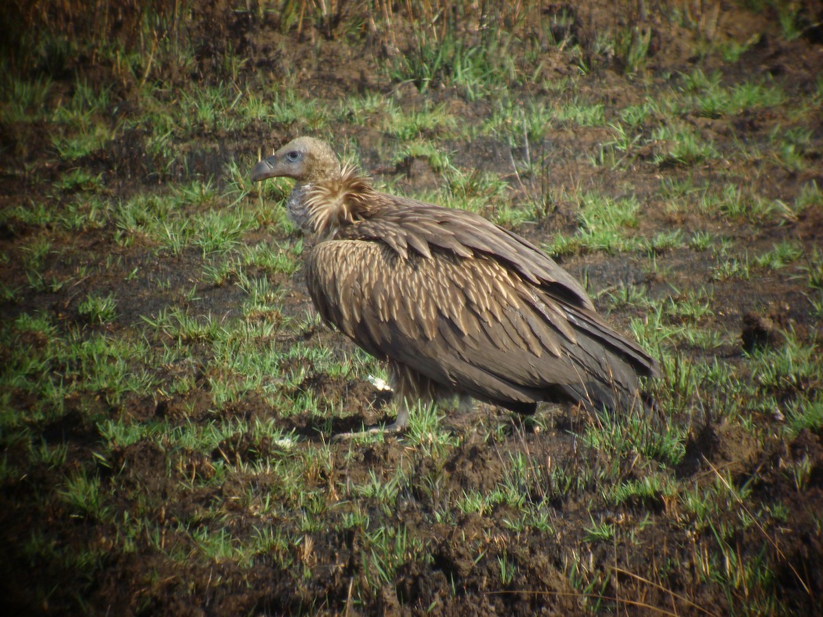 Himalayan Griffon - ML624938889