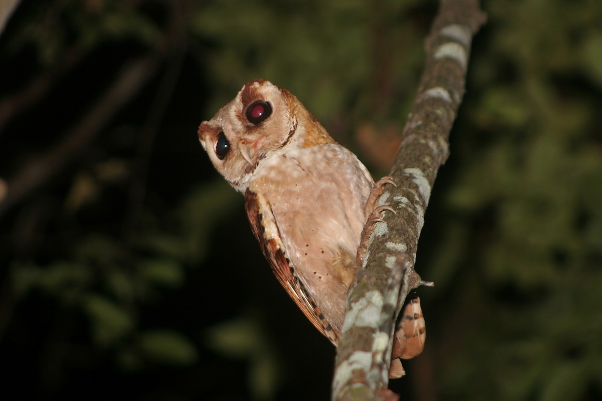 Oriental Bay-Owl - ML624938890