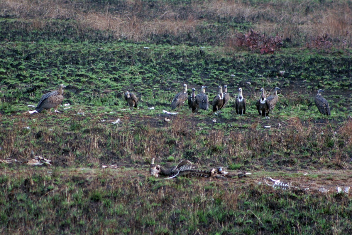 White-rumped Vulture - ML624938895