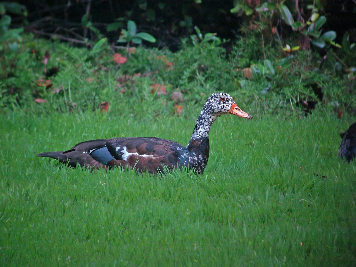 White-winged Duck - ML624938947