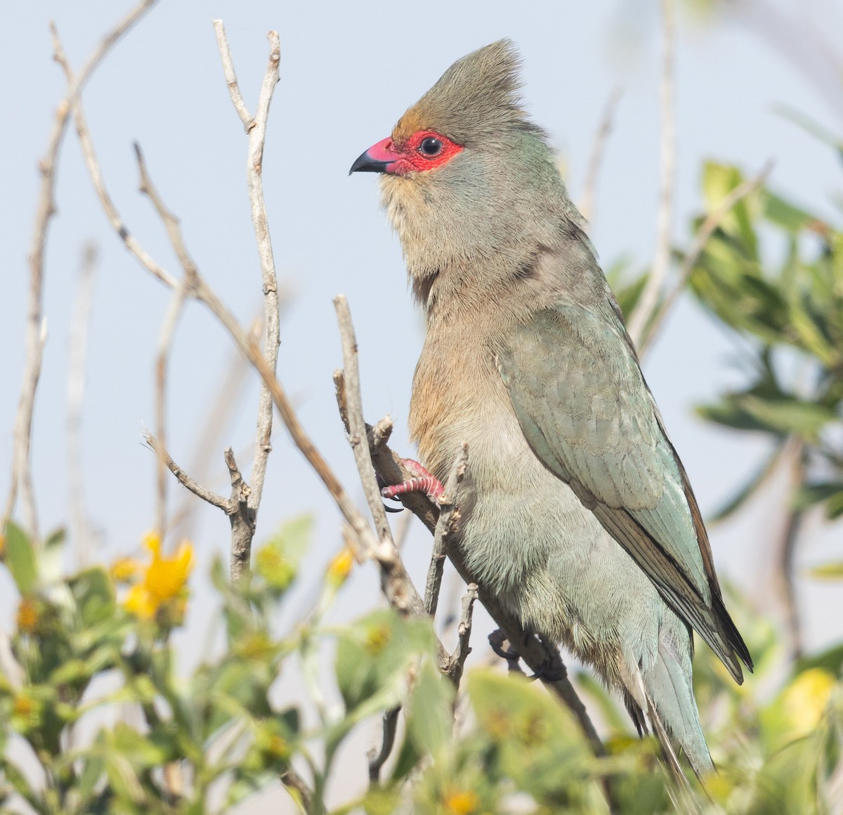 Red-faced Mousebird - ML624938974