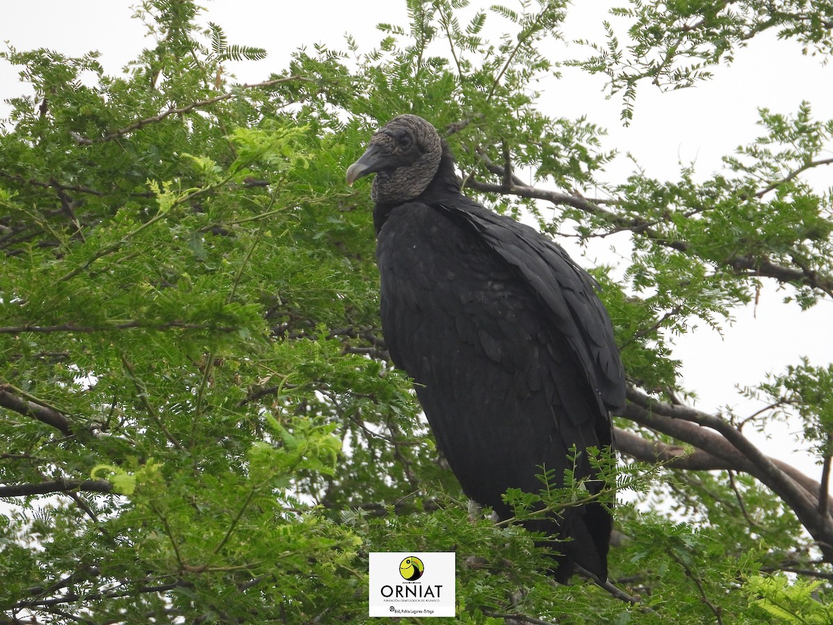 Black Vulture - ML624939080