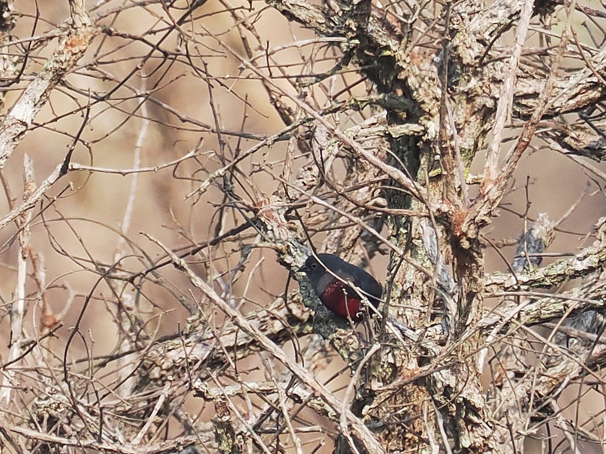 Dusky Twinspot (Angola) - ML624939145