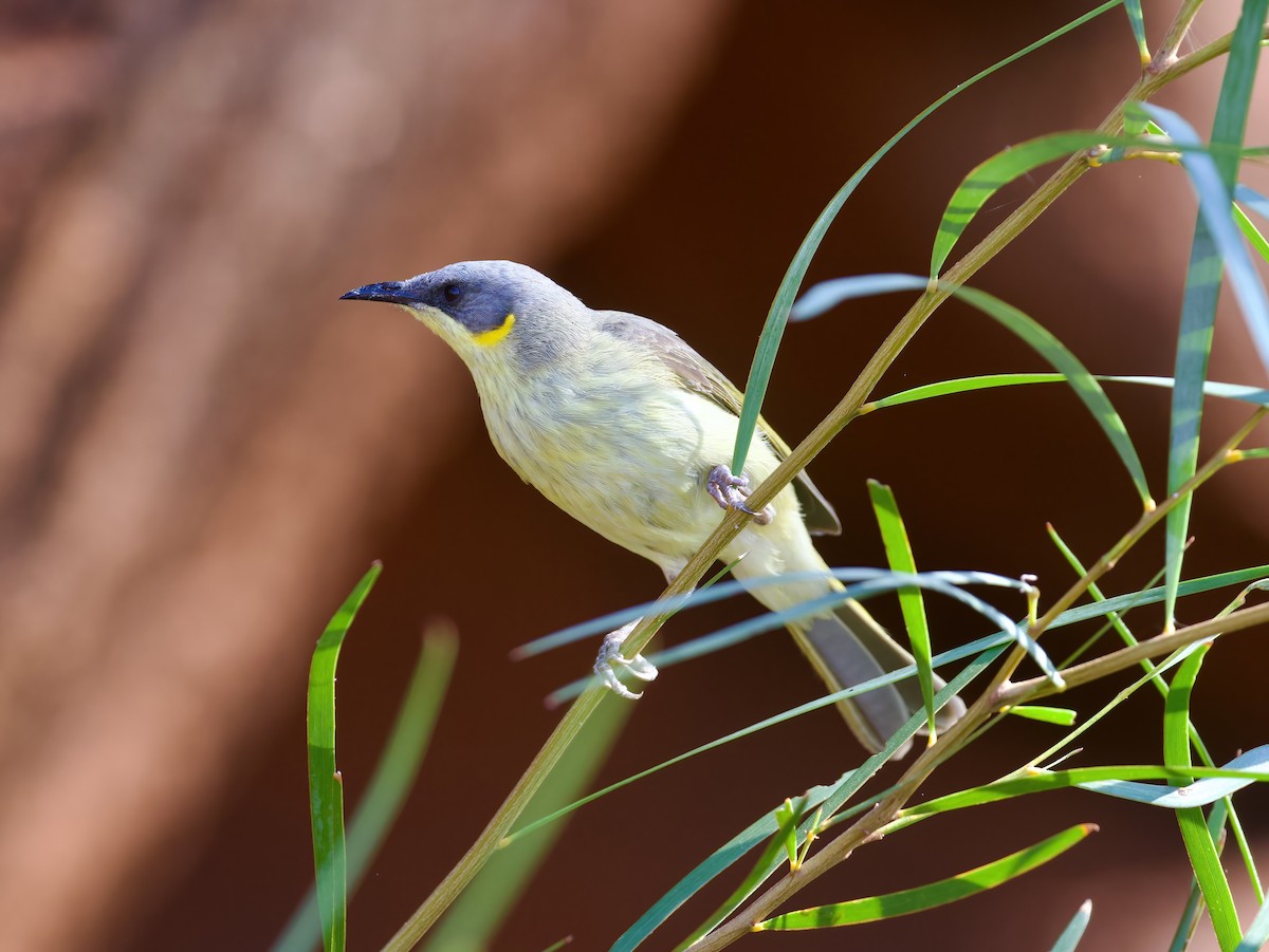 Gray-headed Honeyeater - ML624939178