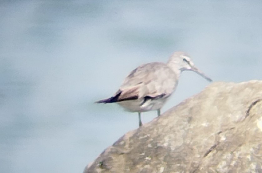 Gray-tailed Tattler - ML624939180