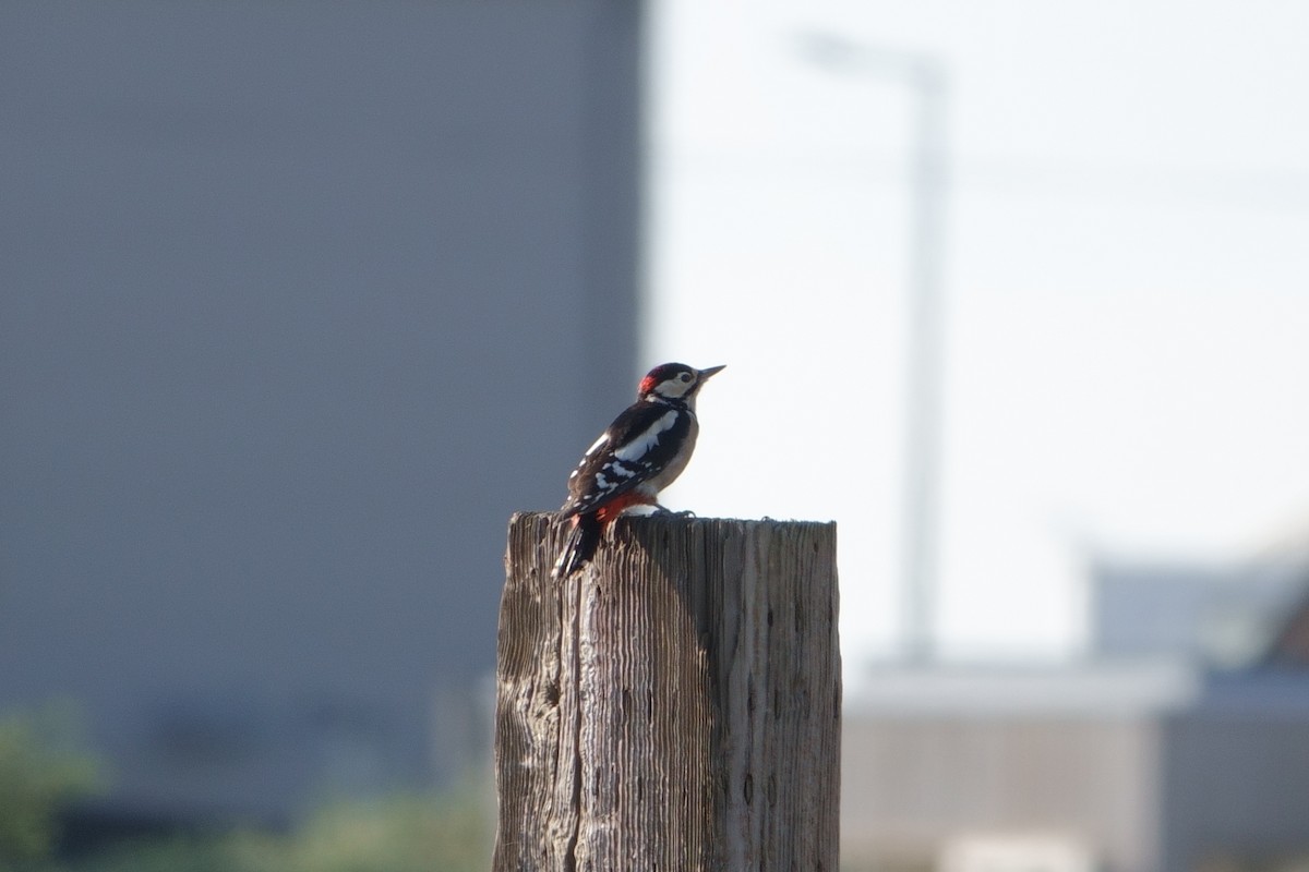 Great Spotted Woodpecker - ML624939219