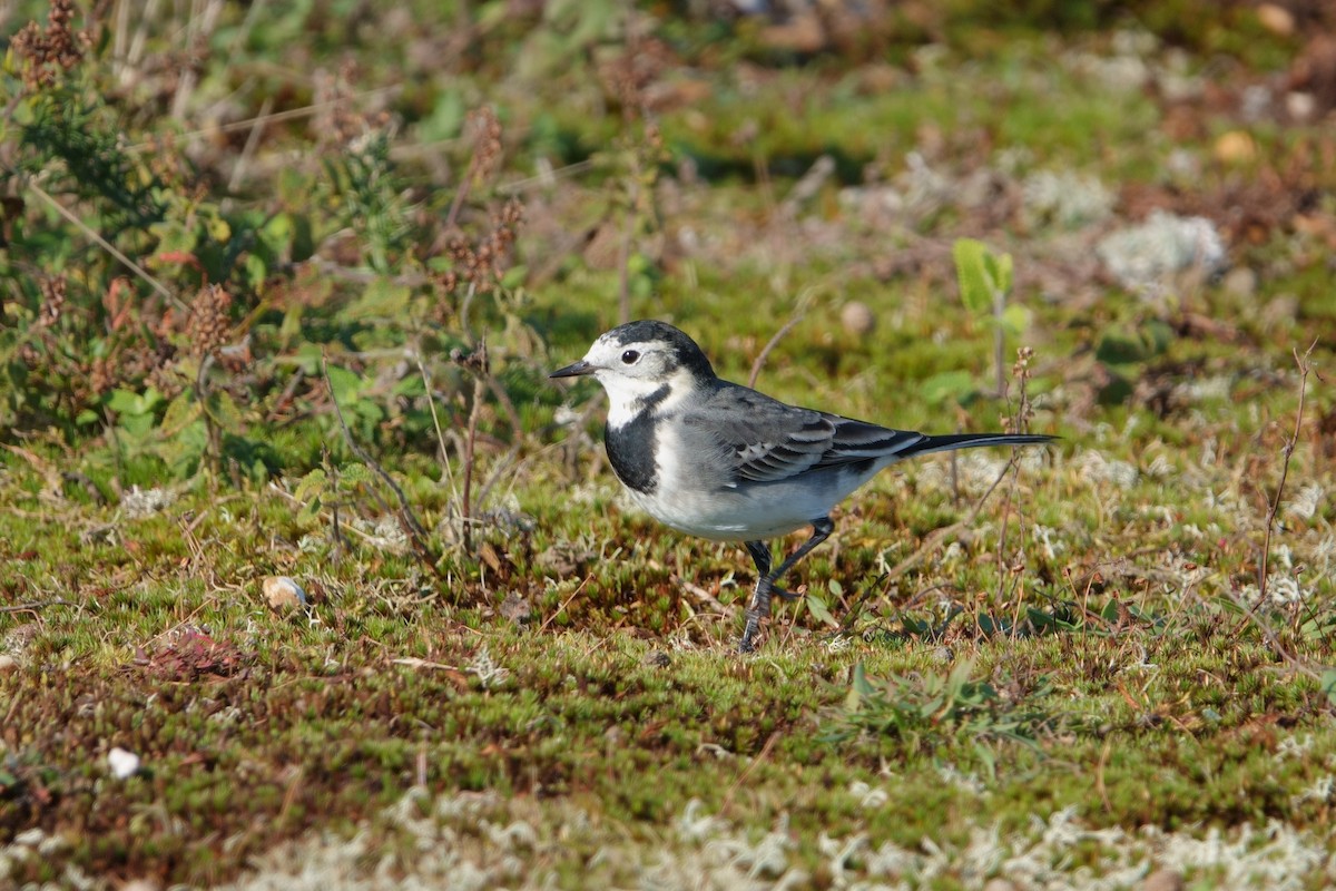 White Wagtail - ML624939226