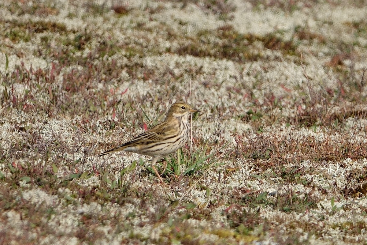 Meadow Pipit - ML624939249