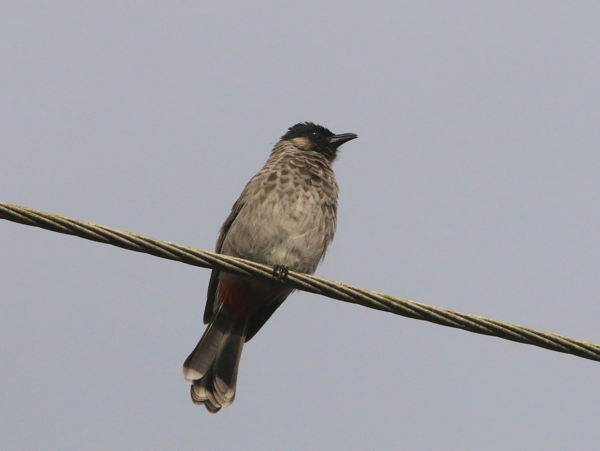 Red-vented Bulbul - ML624939313