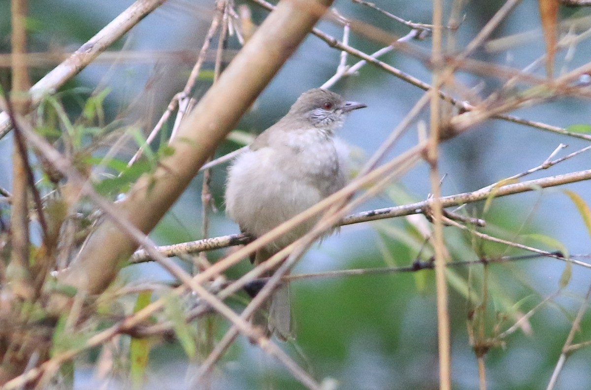Ayeyarwady Bulbul - ML624939347