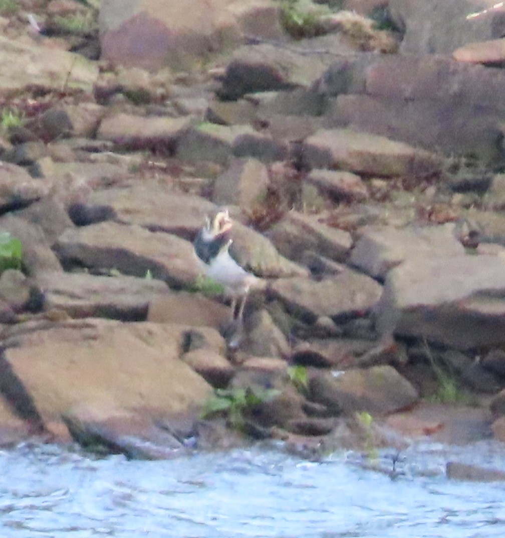 Northern Lapwing - ML624939363