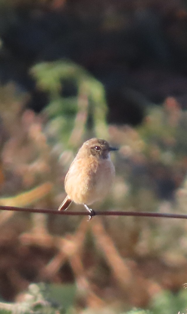 European Stonechat - ML624939370