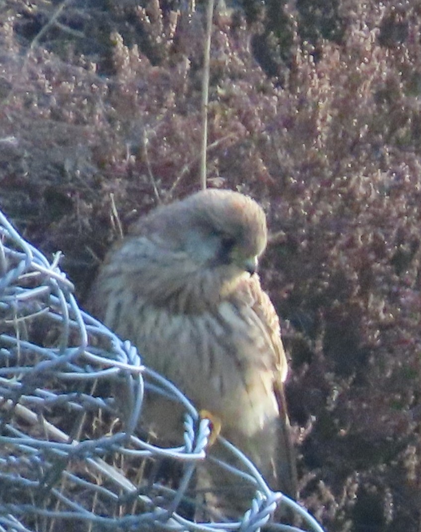 Eurasian Kestrel - ML624939381