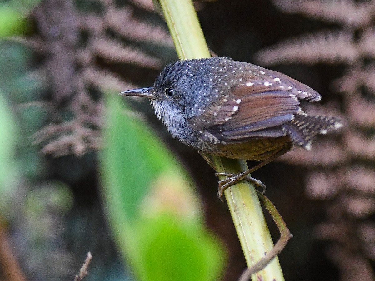 Spotted Bamboowren - ML624939421