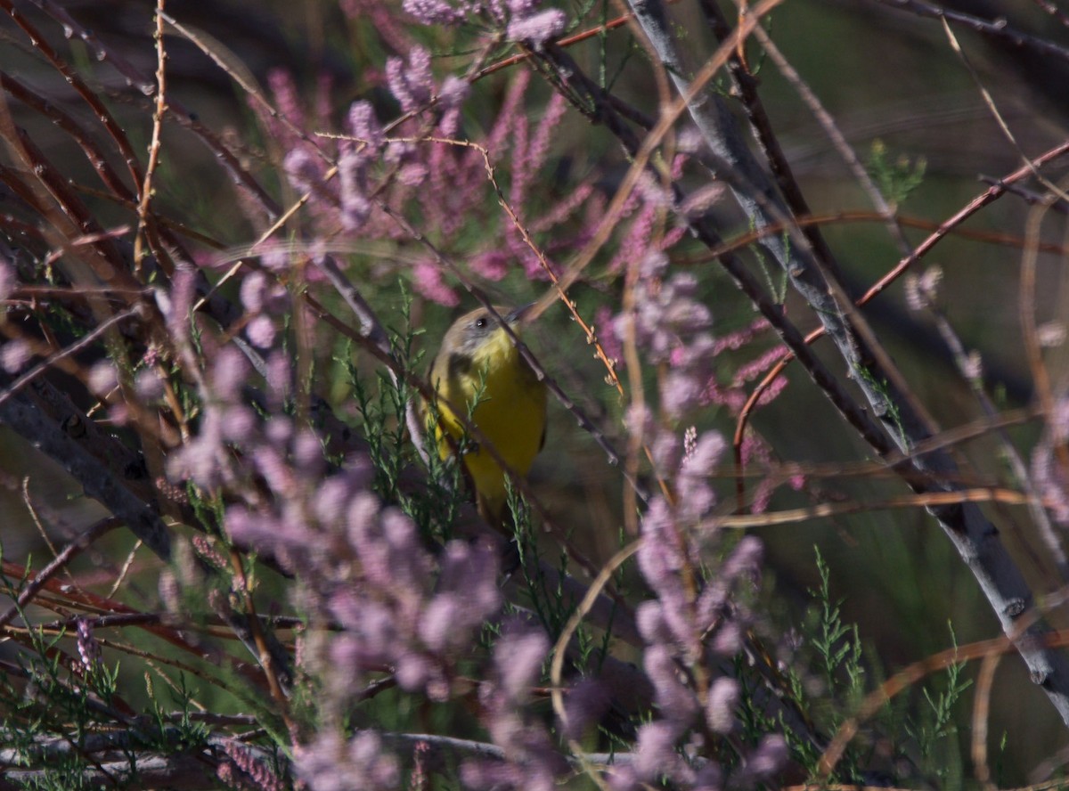 Ticking Doradito - ML624939447