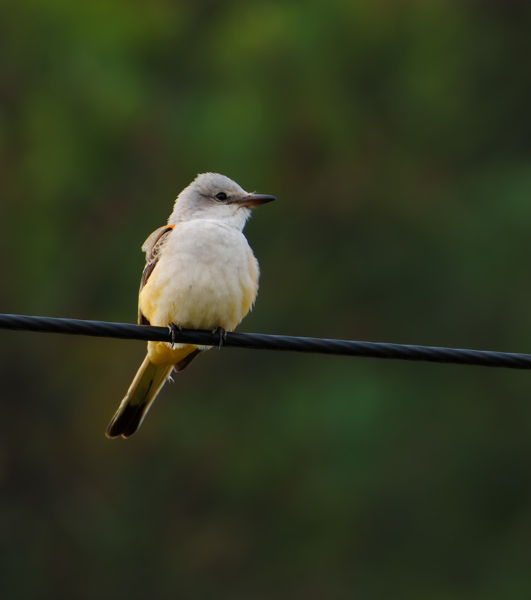 Scissor-tailed Flycatcher - ML624939468