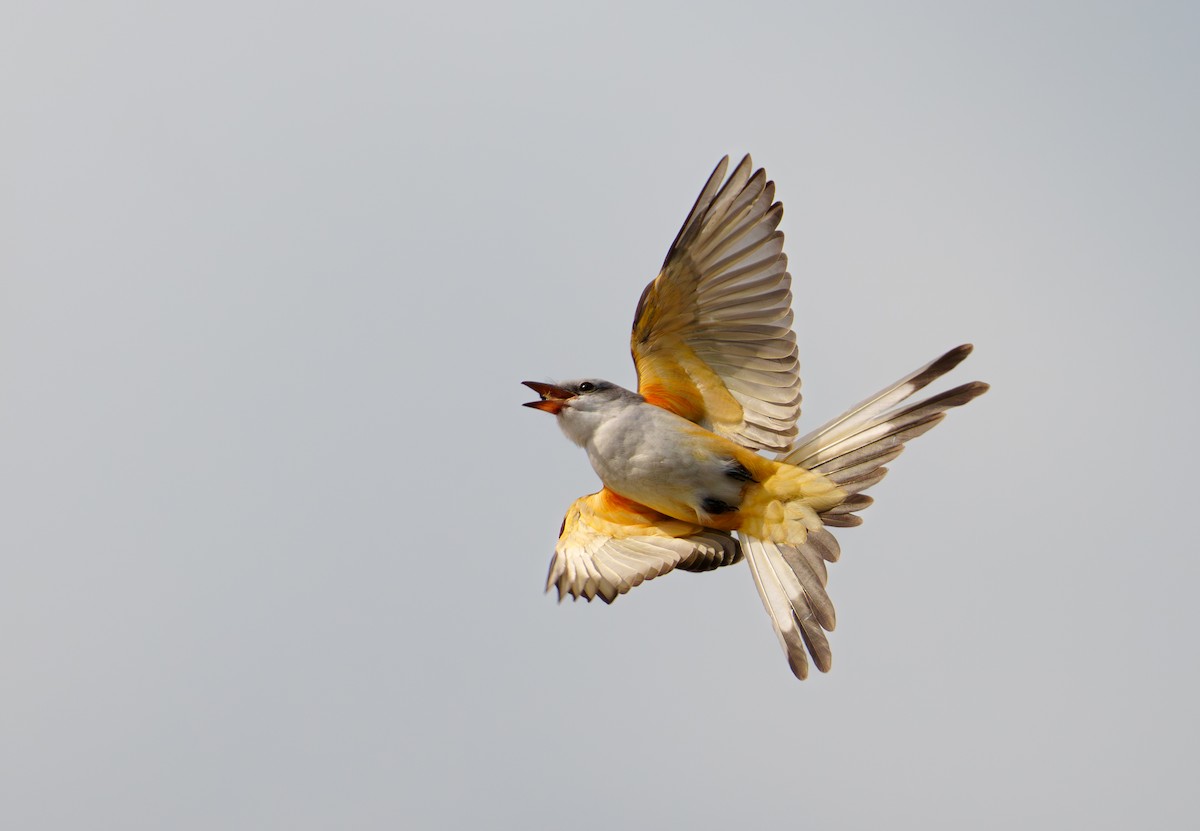 Scissor-tailed Flycatcher - ML624939469