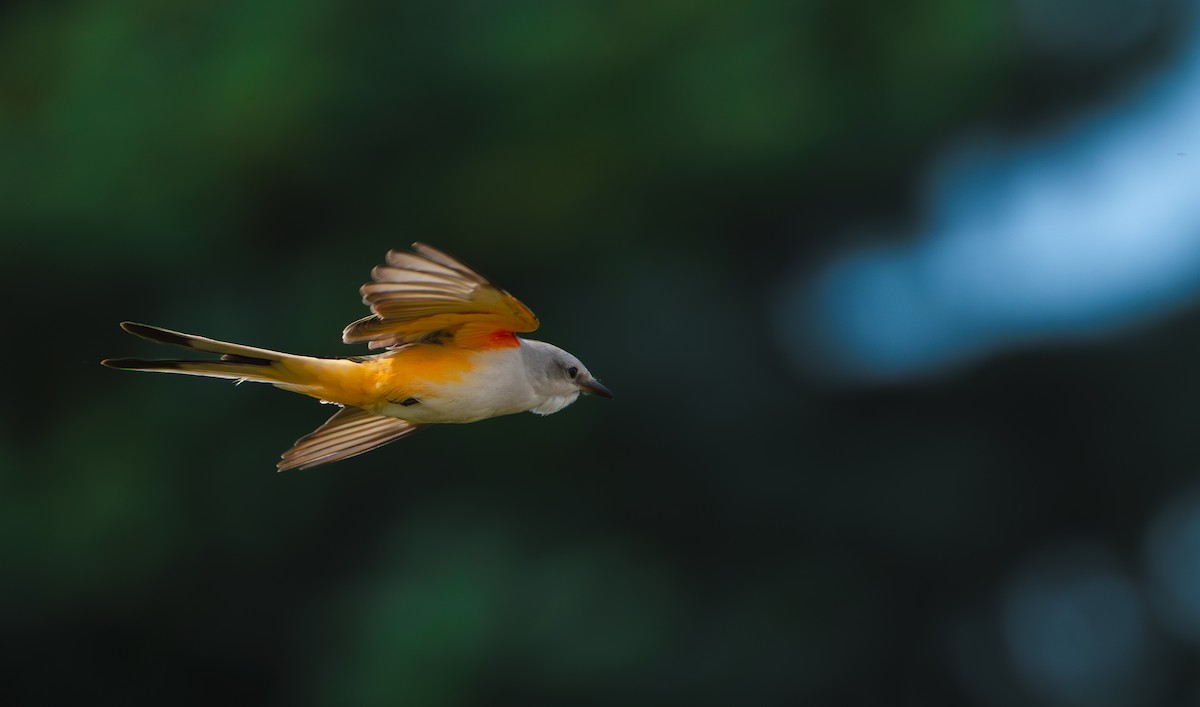 Scissor-tailed Flycatcher - ML624939470