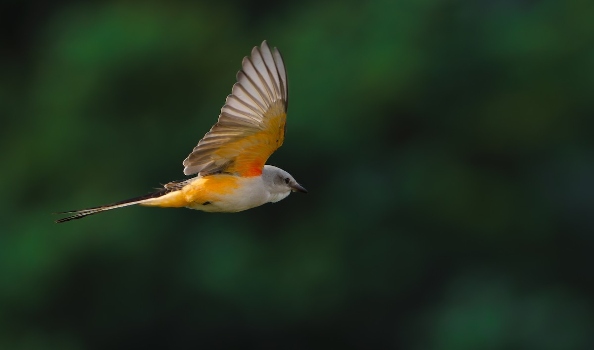 Scissor-tailed Flycatcher - ML624939472