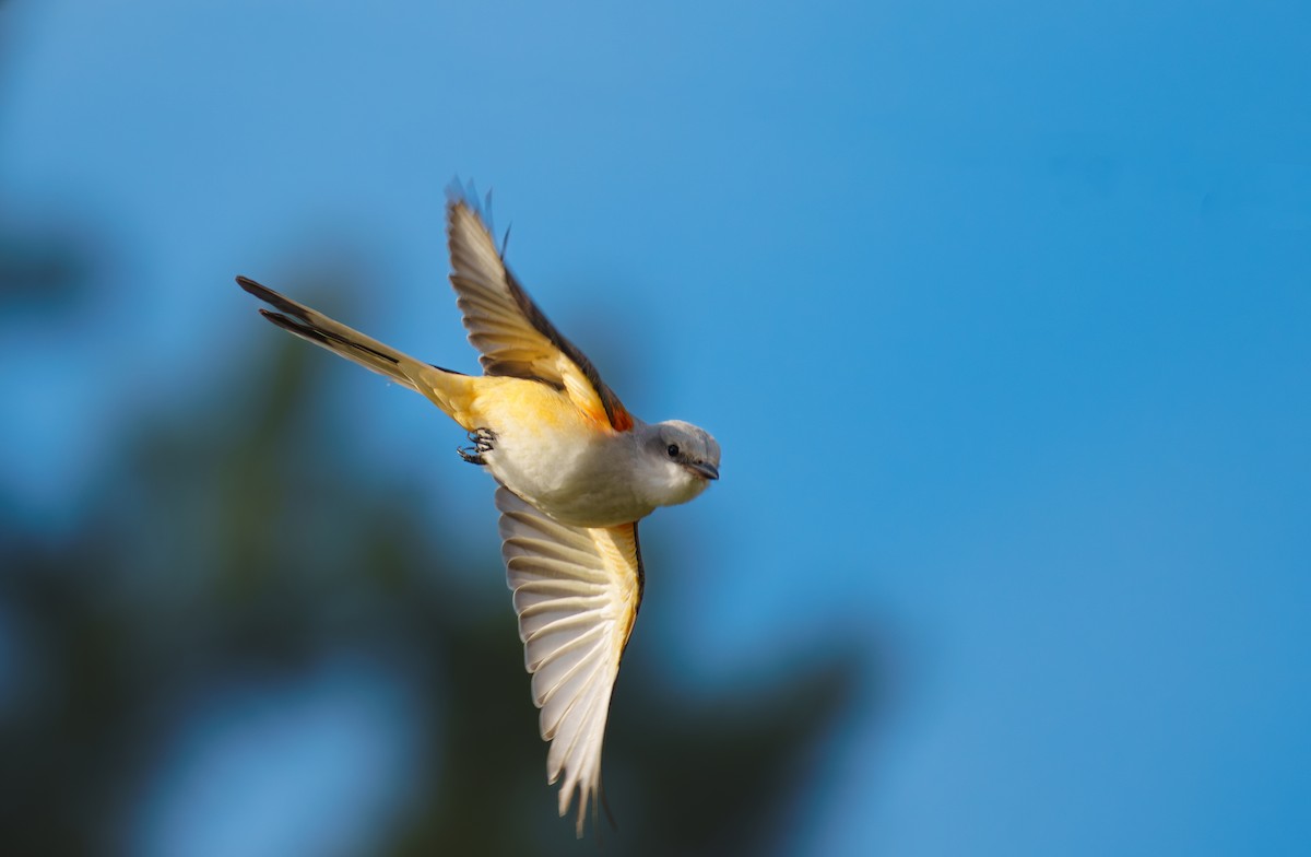 Scissor-tailed Flycatcher - ML624939473