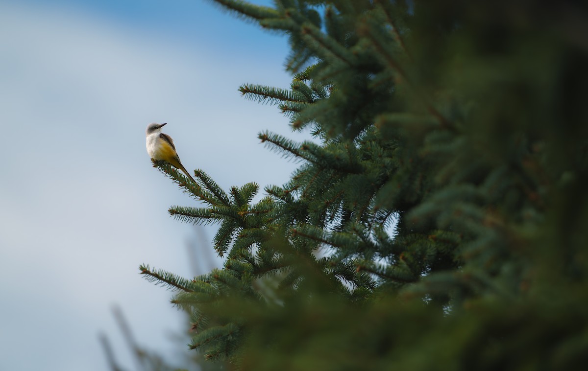 Scissor-tailed Flycatcher - ML624939474