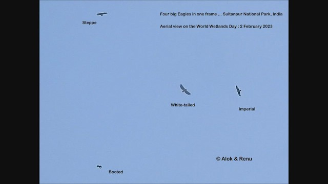 Aigle impérial - ML624939617