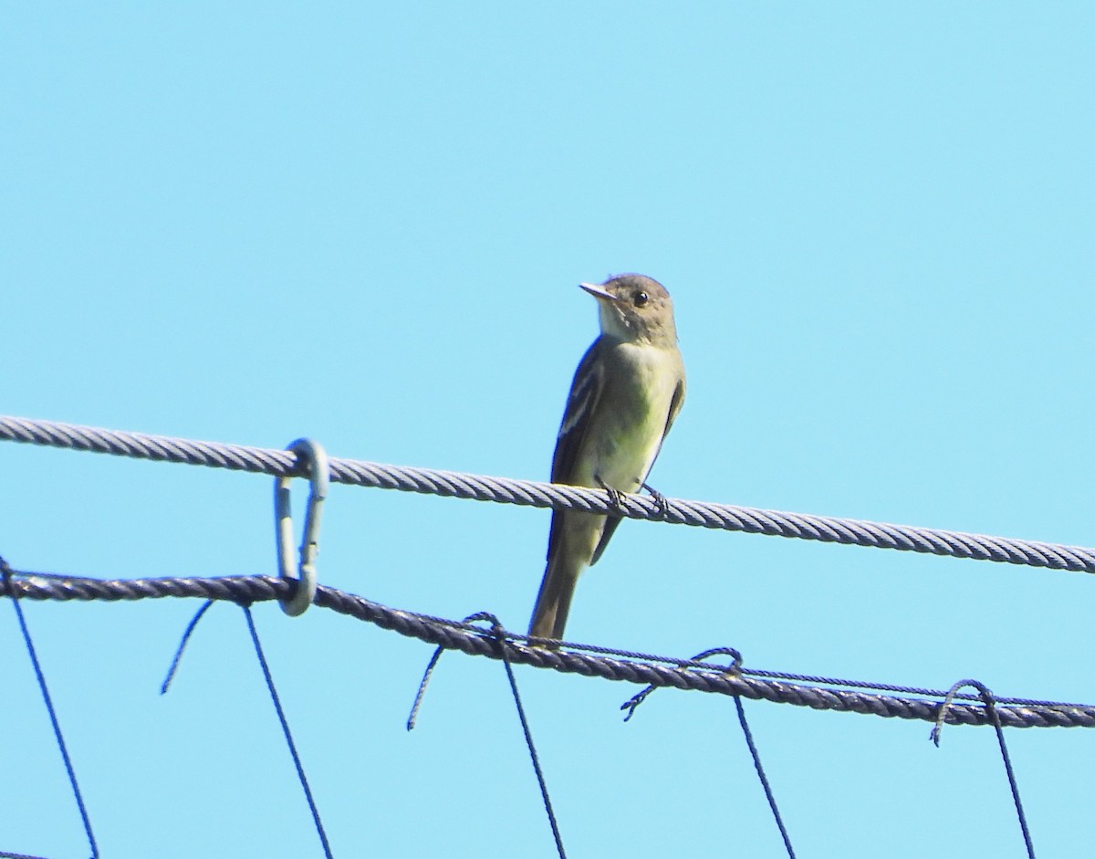 Eastern Wood-Pewee - ML624939650