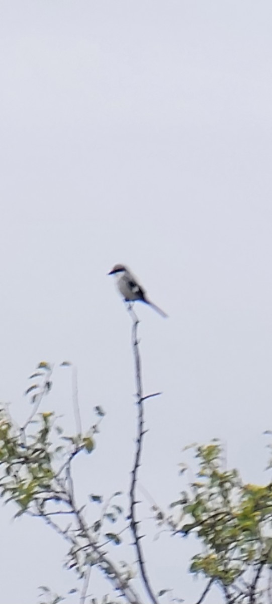 Great Gray Shrike - ML624939659