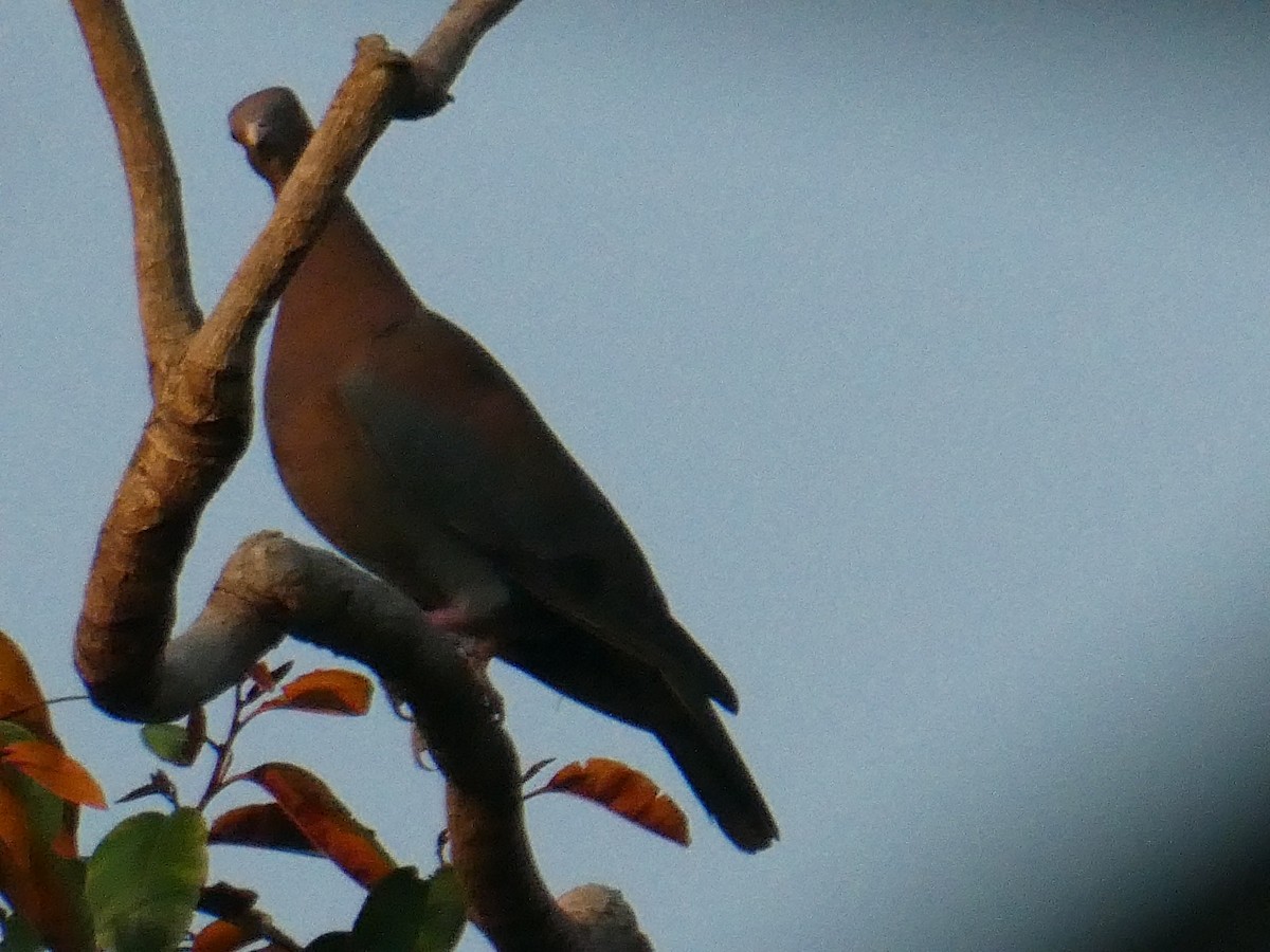 Red-billed Pigeon - ML624939680