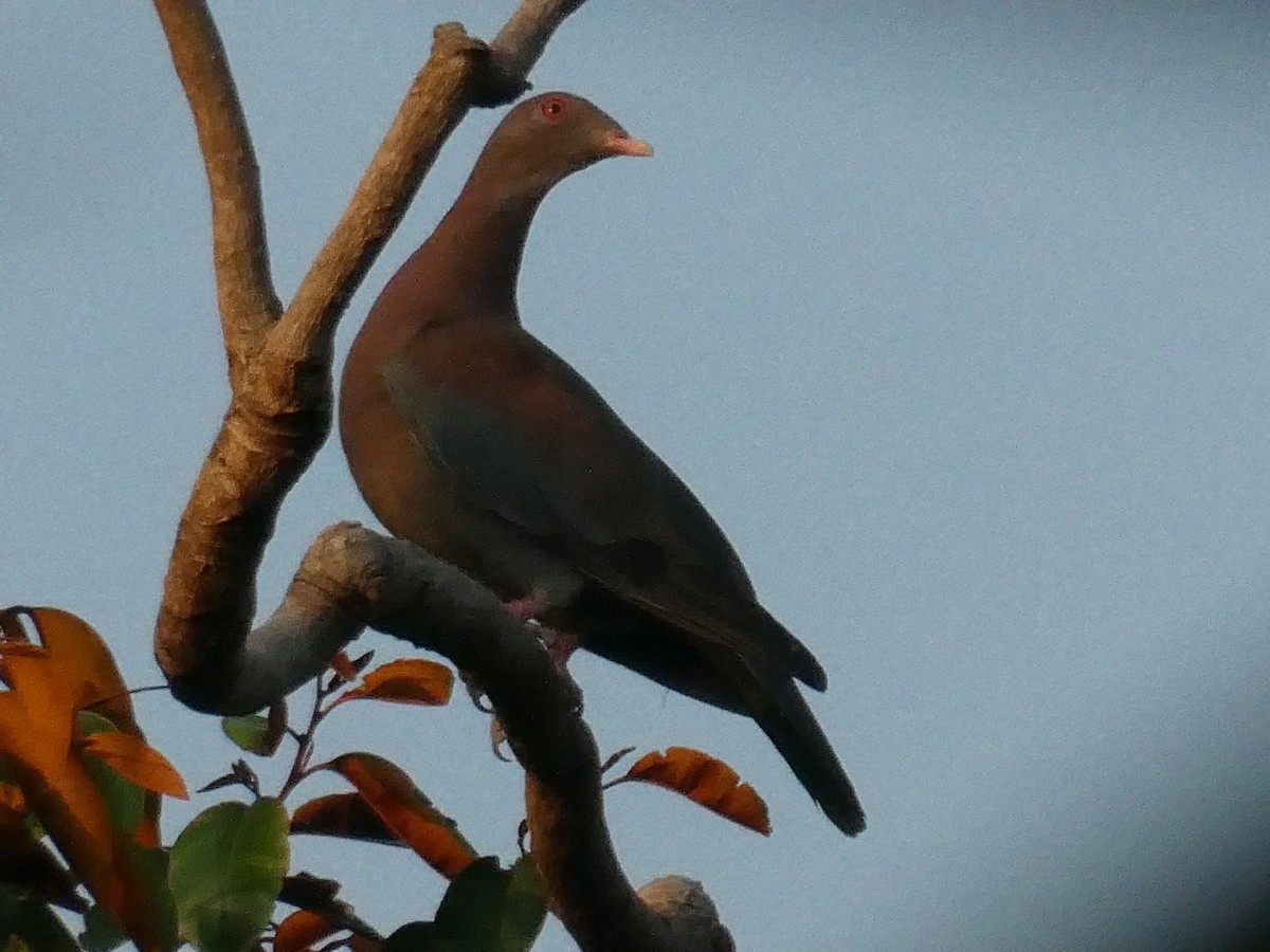 Red-billed Pigeon - ML624939681