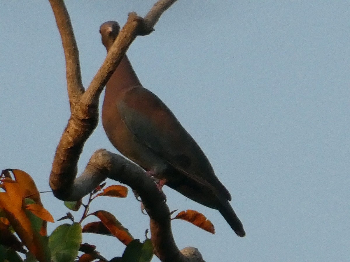 Red-billed Pigeon - ML624939683