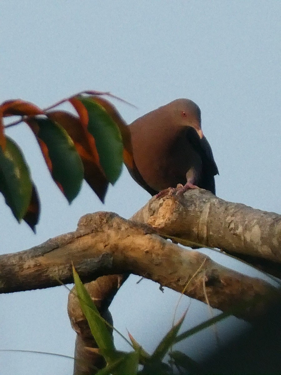 Red-billed Pigeon - ML624939684