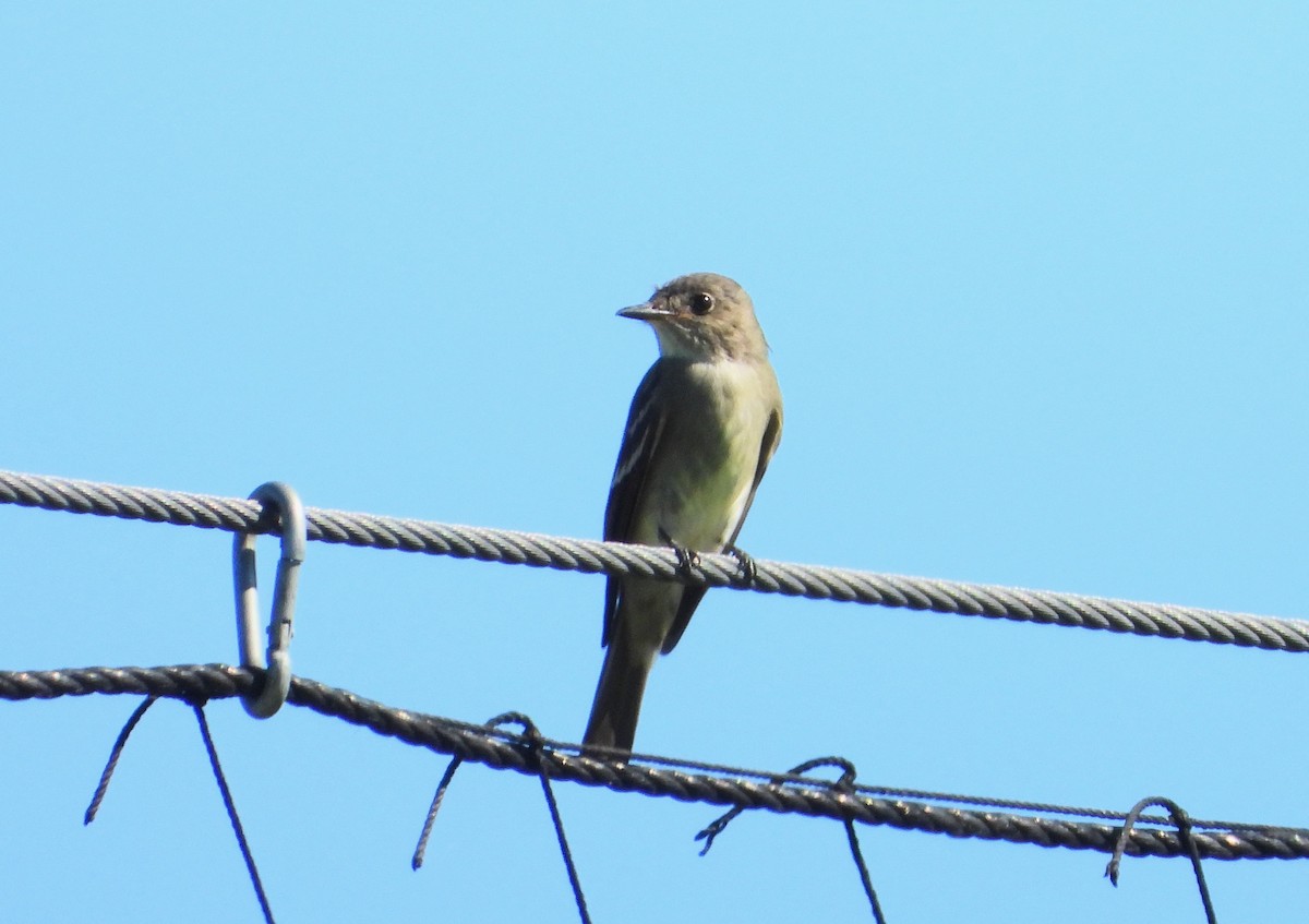 Eastern Wood-Pewee - ML624939688