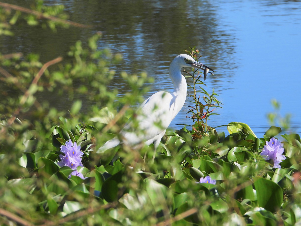 Little Blue Heron - ML624939735