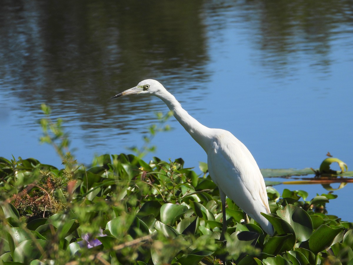 Little Blue Heron - ML624939780