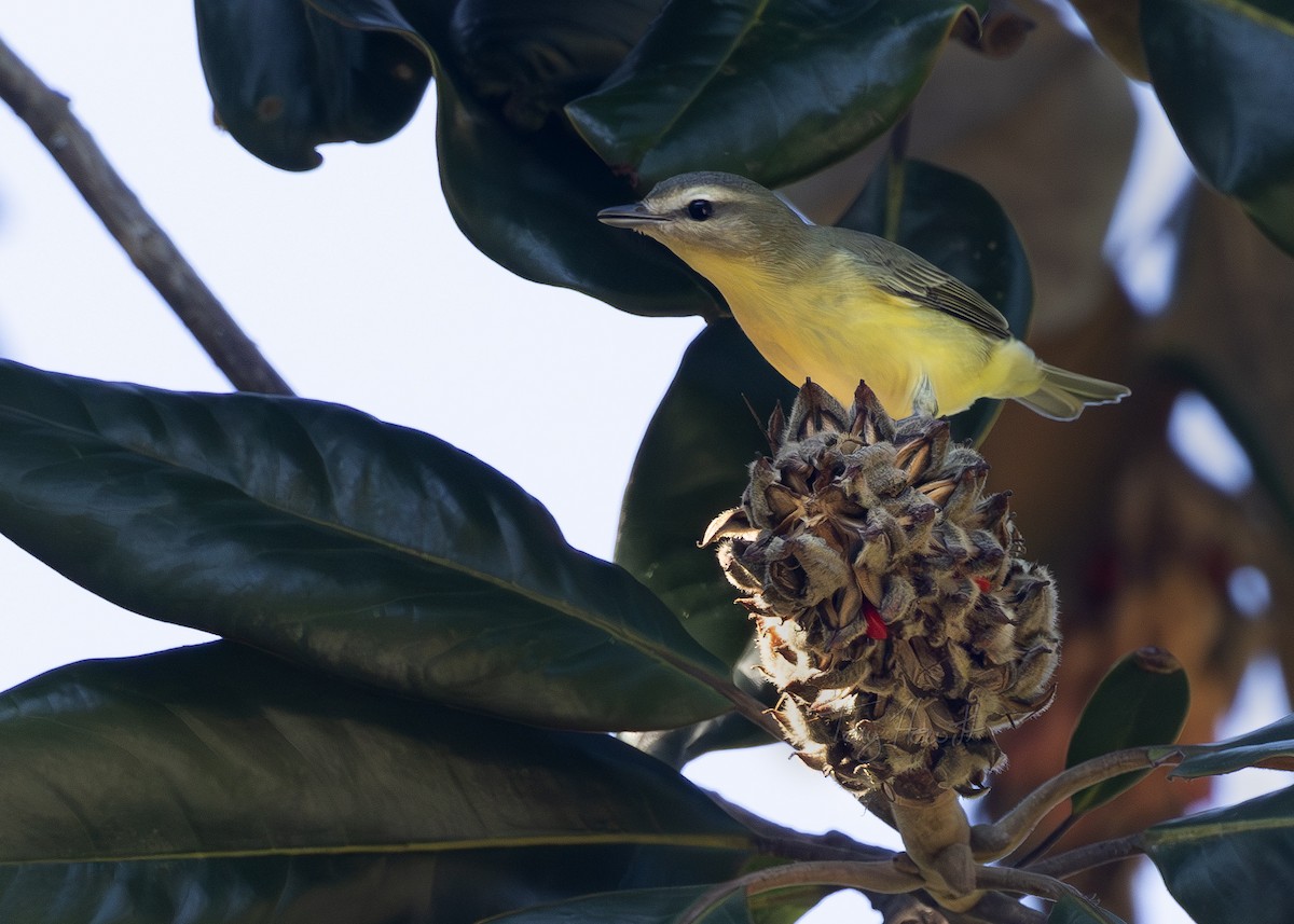 Philadelphia Vireo - ML624939802