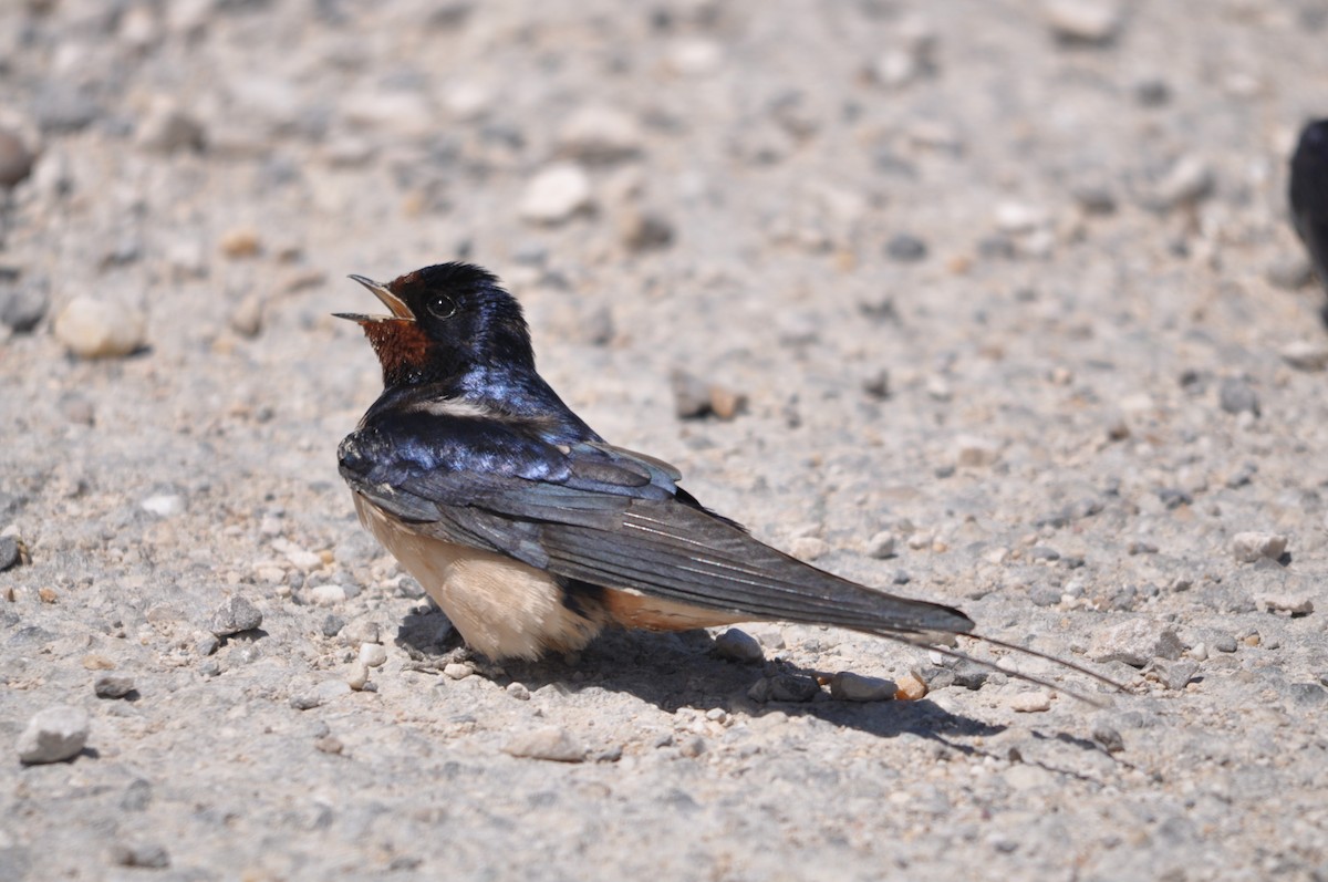 Barn Swallow - ML624939905