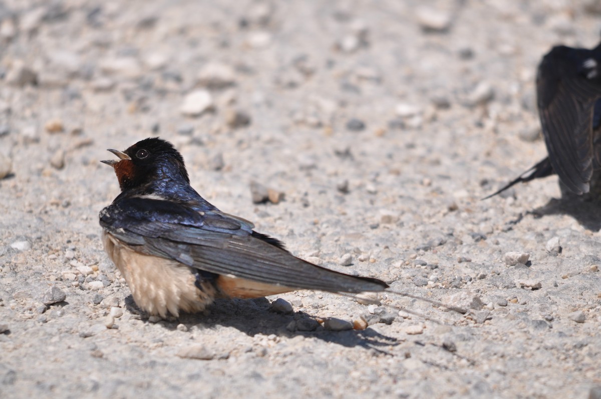 Barn Swallow - ML624939907