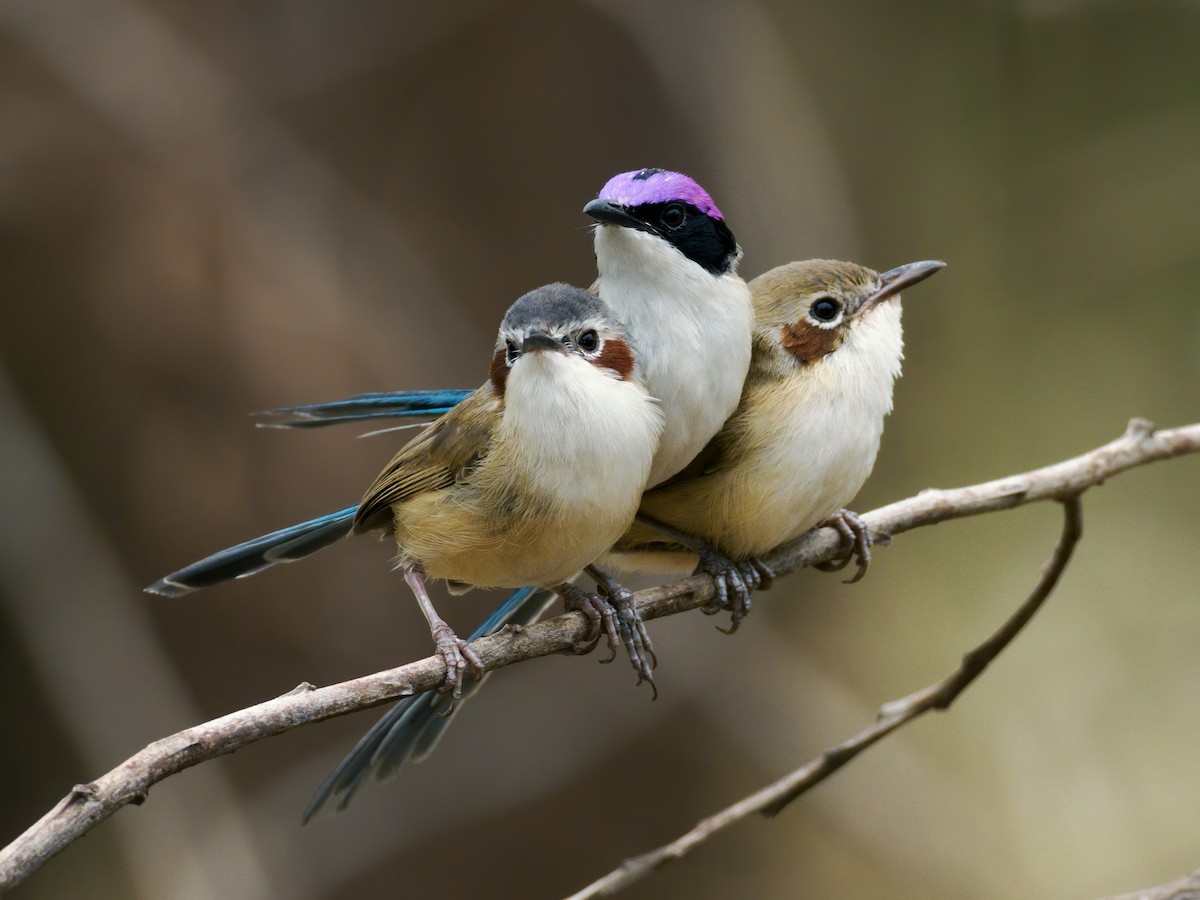 Purple-crowned Fairywren - ML624939919