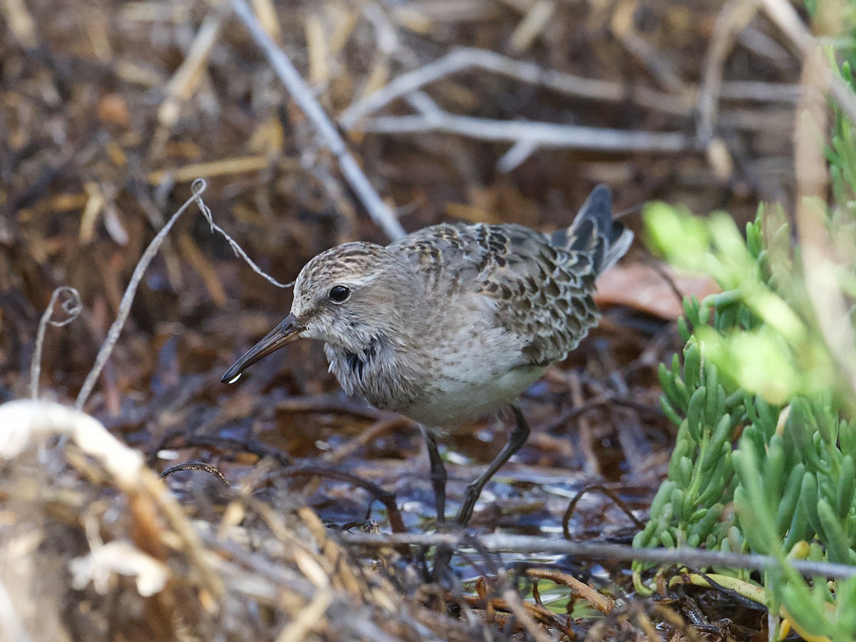 White-rumped Sandpiper - ML624940021