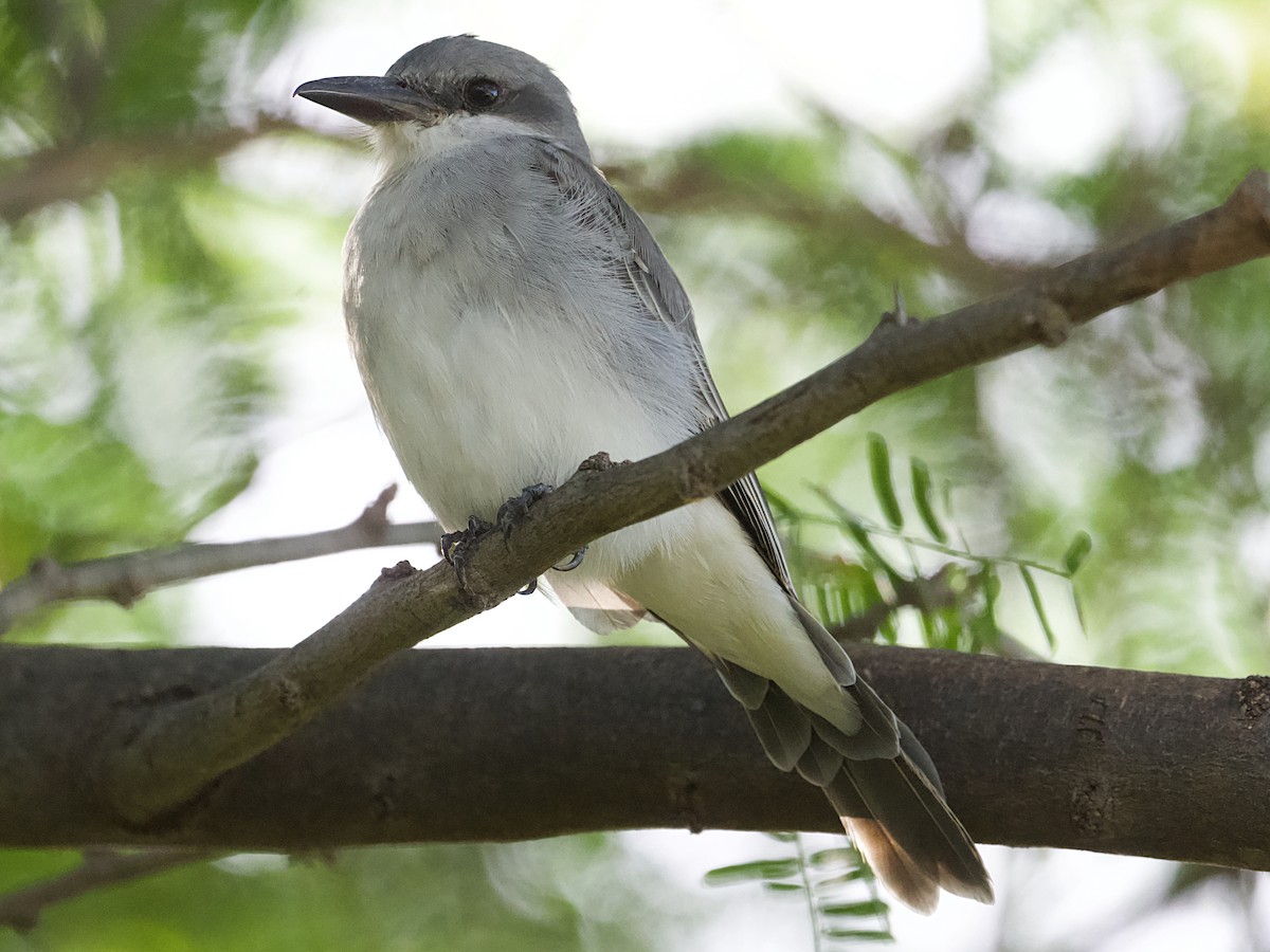 Gray Kingbird - ML624940069