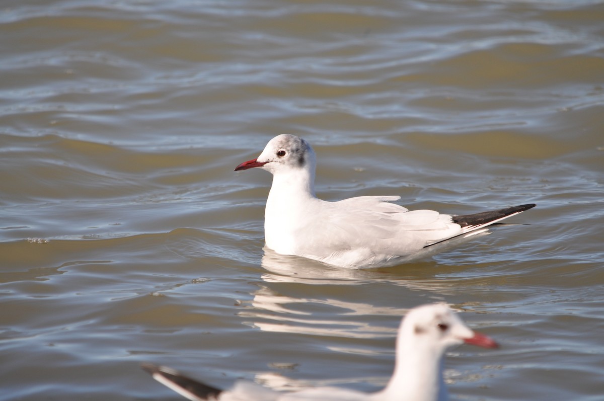 Black-headed Gull - ML624940077