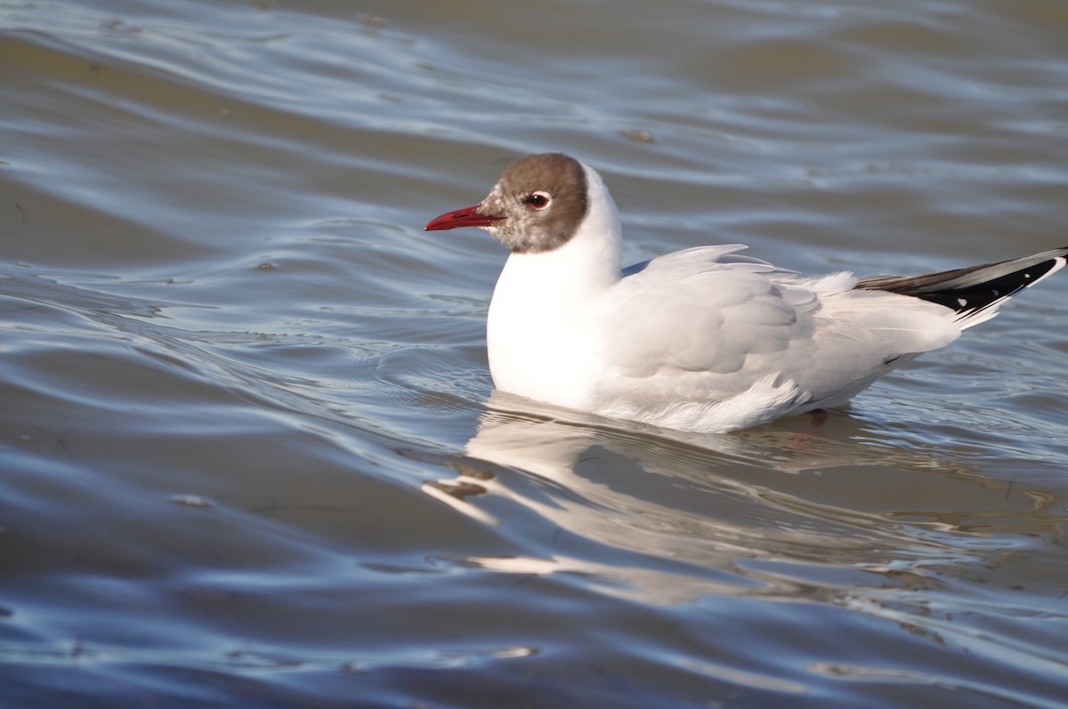 Black-headed Gull - ML624940078