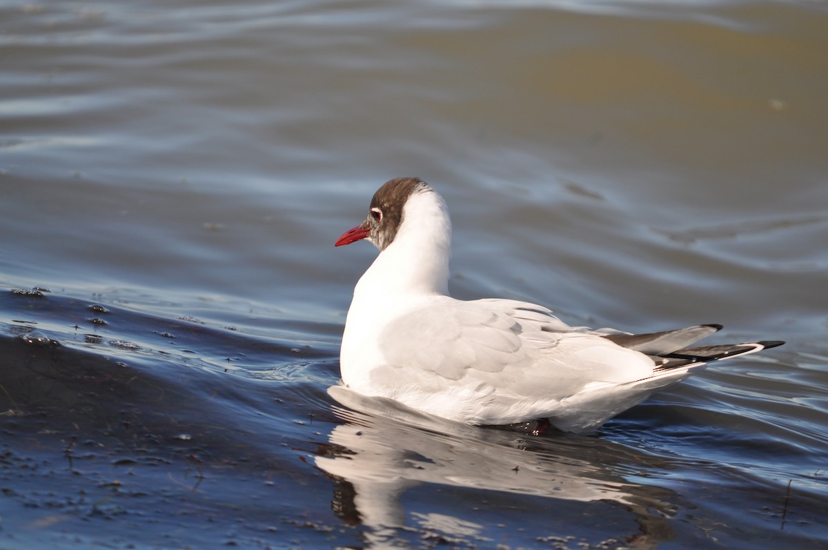 Black-headed Gull - ML624940079